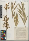 Foto von Salix alba L. x Salix babylonica L.
